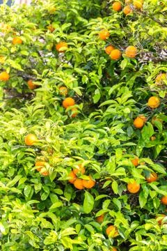 Oranges  tree in Croatia Stock-Fotos
