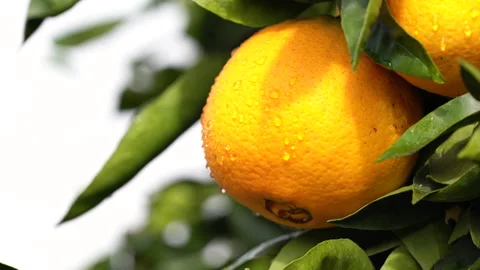 Oranges on tree with drops of water after rain. Close up view Stock Footage 147160353