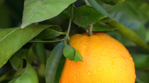 Oranges on tree with drops of water after rain. Close up view Stock Footage 147160963
