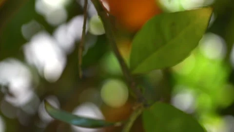 Oranges on tree with drops of water after rain. Close up view  Stock Footage 147161234