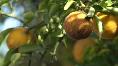 Oranges on a tree exposed to sunlight Stock Footage 255496175