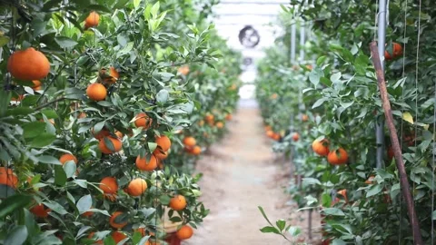 Oranges on tree in farm Video stock 305817941