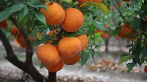 Oranges on tree in farm Video stock 305817946