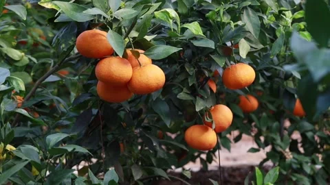 Oranges on tree in farm Video stock 305821729