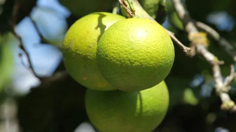 Oranges in the tree Video stock 48045541