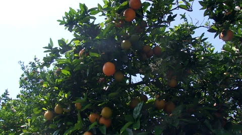 Oranges on a tree Stock Footage 48551286