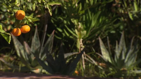 Oranges on tree Video stock 58009039