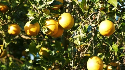 Oranges on Tree Stock Footage 84346650