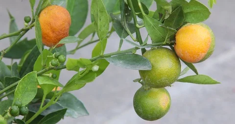 Oranges on a tree Stock Footage 90467085