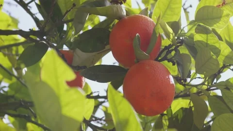 Oranges On Tree Stock Footage 178599870