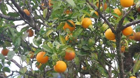 Oranges in the tree medium Video stock 39567919