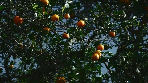 Oranges on tree medium Stock Footage 126551386