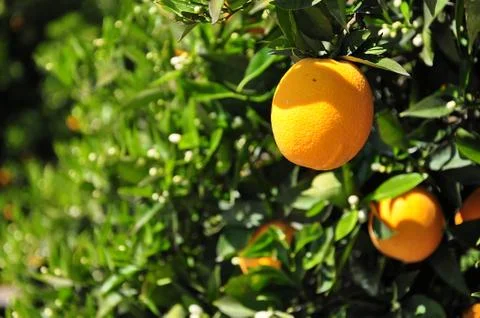 Oranges on the tree Stock Photos