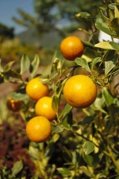 Oranges on the tree Stock Photos