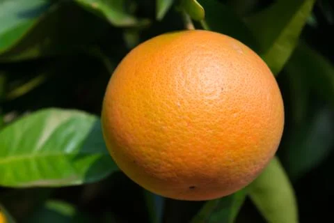 Oranges in a tree Foto stock