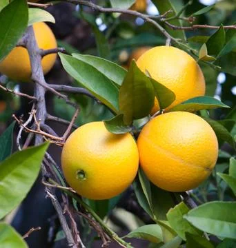 Oranges on a tree Stock Photos