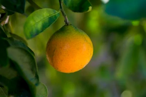Oranges on tree Foto stock