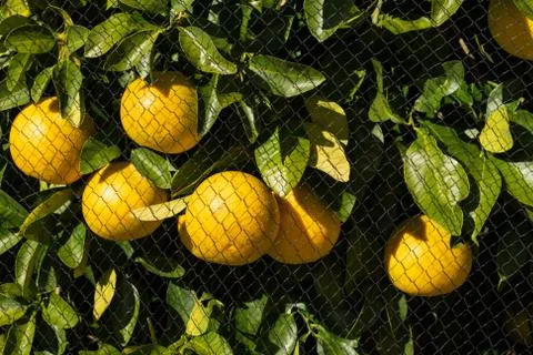 Oranges in Tree Protected with Bird Netting Stock Photos