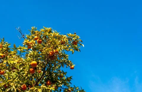 Oranges on the tree in spring Stock Photos