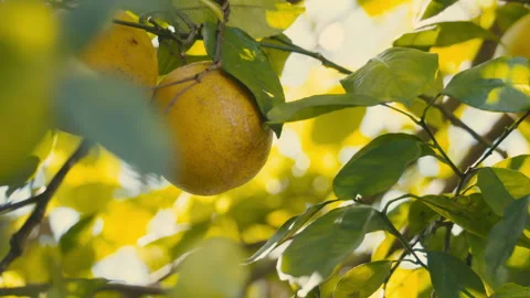 Oranges on tree sun lens flare Video stock 162590838