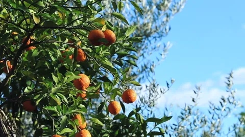 Oranges on a tree on a sunny windy day on a background of blue sky. Vidéo 62282504