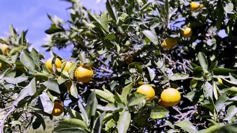 Oranges in a tree swaying in the breeze. Stock Footage 256439762