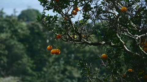 Oranges on tree tight Stock Footage 126551388