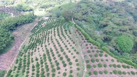 Oranges trees Stock Footage 71341916