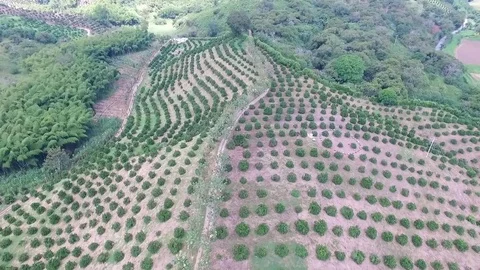 Oranges trees Stock Footage 73627320