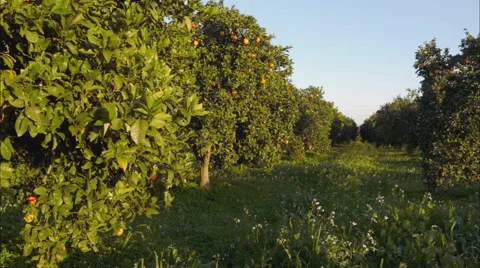 Oranges Trees Groven Panning Vídeo Stock 45614918