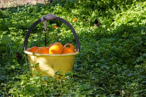 Oranges in the trees of an orchard Stock Photos