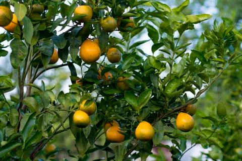 Oranges on trees Фото