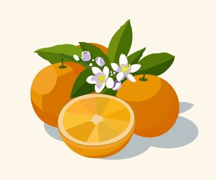 Oranges vector illustration with blossom and leaves Stock Illustration
