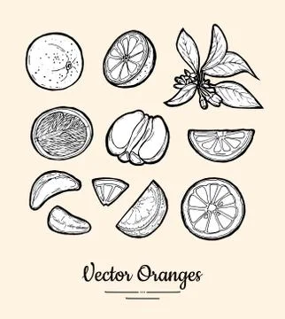 Oranges vector isolated. Whole, chopped orange, slices, flowers, leaves. Frui Stock Illustration