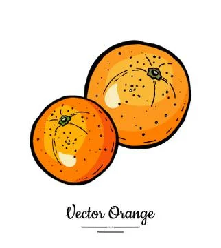 Oranges vector isolated. Whole orange, mandarin, tangerine, grapefruit. Fruit Stock Illustration