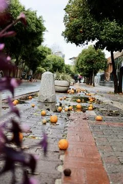Oranges wet pavement Stock Photos
