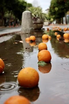 Oranges wet pavement Foto stock