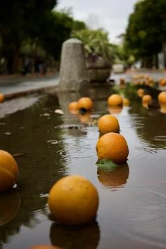 Oranges wet pavement Stock Photos