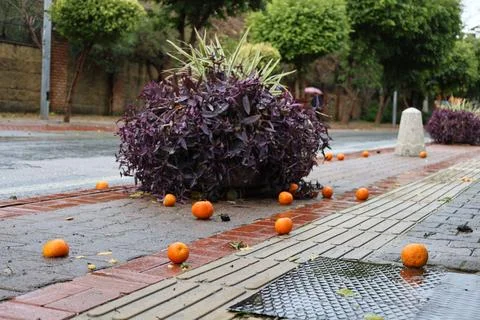 Oranges wet pavement Stock Photos