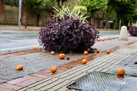 Oranges wet pavement Stock Photos
