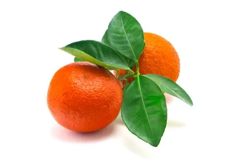 Oranges on a white background Stock Photos