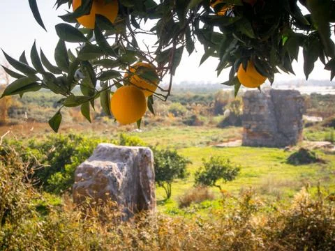 Oranges in winter Stockfoto's
