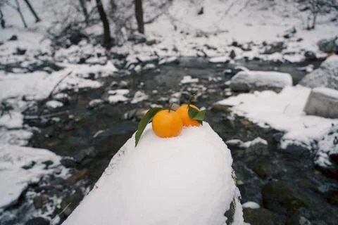 Oranges, winter, river, oranges on the background of winter nature Foto stock