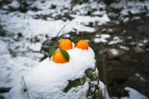 Oranges, winter, river, oranges on the background of winter nature Stock Photos