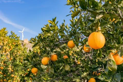 Oranges on your tree Stock Photos