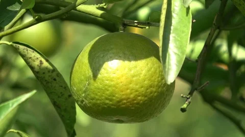 Oranges (zoom out) Stock Footage 82962379