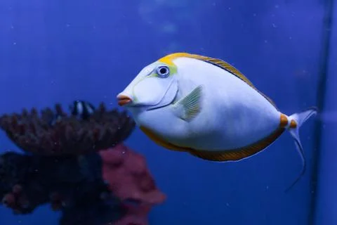 Orangespine unicornfish close-up Foto stock