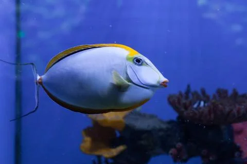 Orangespine unicornfish closeup 스톡 사진