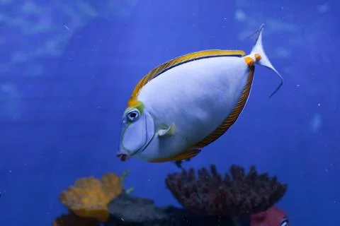 Orangespine unicornfish floats down Foto stock