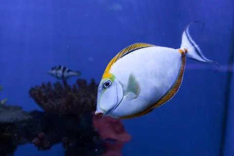 Orangespine unicornfish floats down Stock Photos